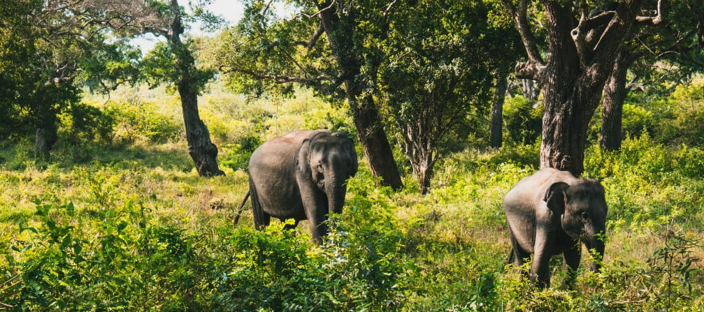 Yala National Park
